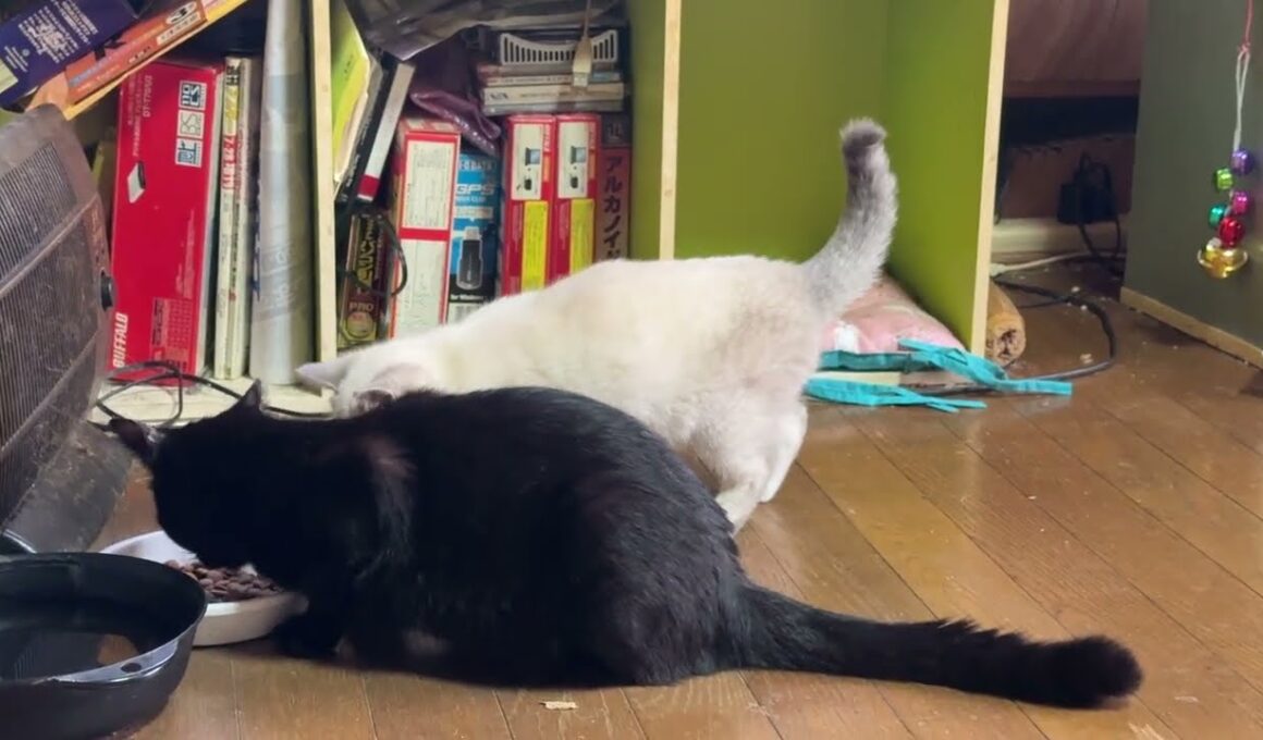 シャムの子ネコ雫ちゃん。食いしん坊の黒猫くーが食べ終わるのを待つ姿が可愛かった