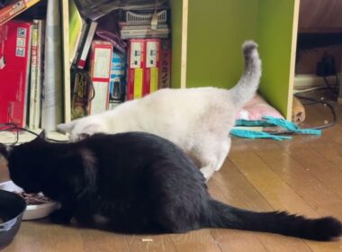シャムの子ネコ雫ちゃん。食いしん坊の黒猫くーが食べ終わるのを待つ姿が可愛かった