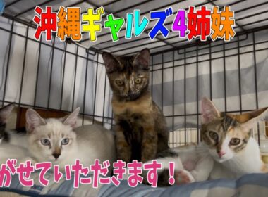 【沖縄っ子4姉妹】嫁ぐ気まんまんです！