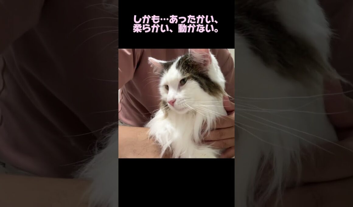 飼い主のあぐらは最高のソファ！#ノルウェージャンフォレストキャット #norwegianforestcat  #猫のいる暮らし