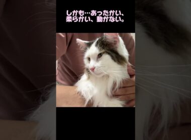 飼い主のあぐらは最高のソファ！#ノルウェージャンフォレストキャット #norwegianforestcat  #猫のいる暮らし