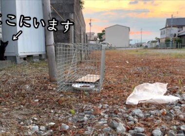 ノミまるけの子猫を保護するまでの一部始終