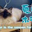 バーマン猫ウリ【夏はホラー】Summer is  the seoson  for horror（バーマン猫）Birman/Cat