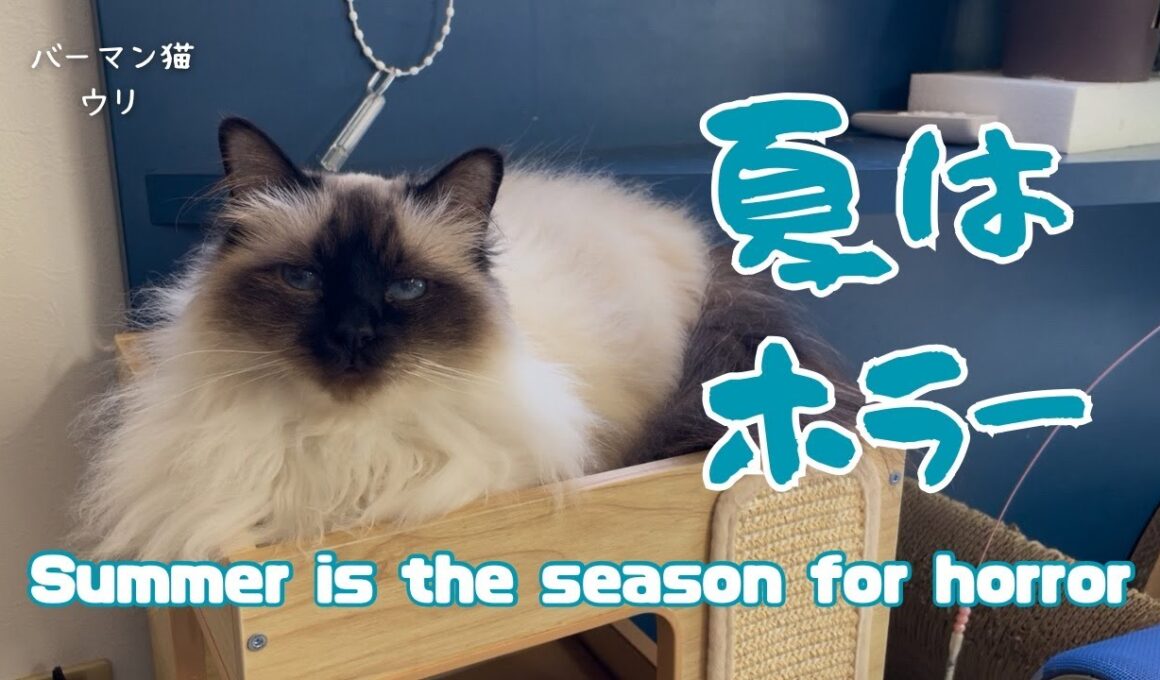 バーマン猫ウリ【夏はホラー】Summer is  the seoson  for horror（バーマン猫）Birman/Cat