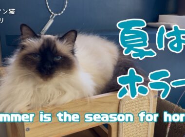 バーマン猫ウリ【夏はホラー】Summer is  the seoson  for horror（バーマン猫）Birman/Cat