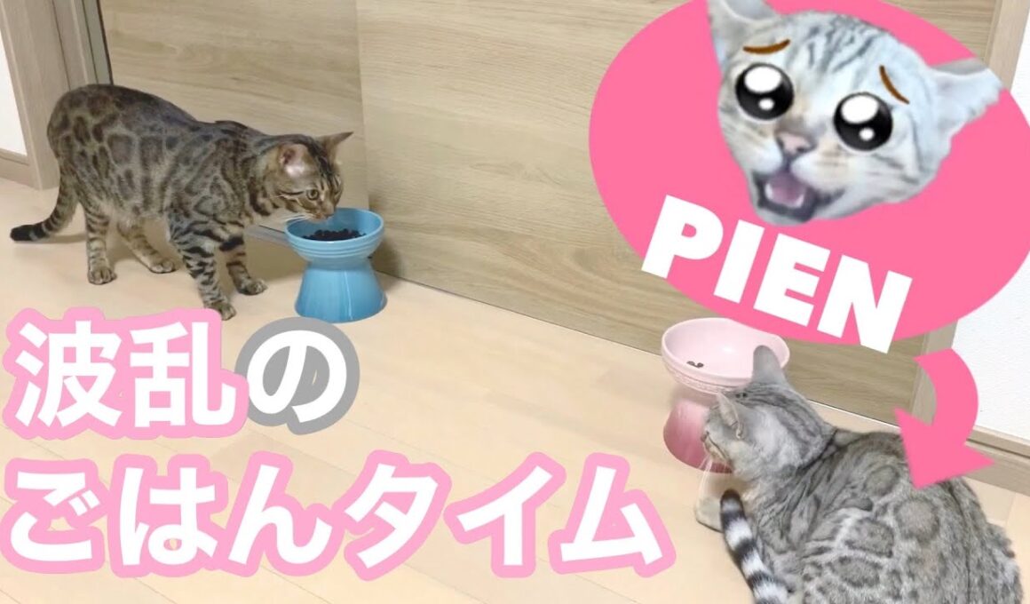 シルバーベンガルとブラウンベンガルの初対面 ごはんタイム編