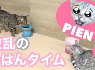 シルバーベンガルとブラウンベンガルの初対面 ごはんタイム編