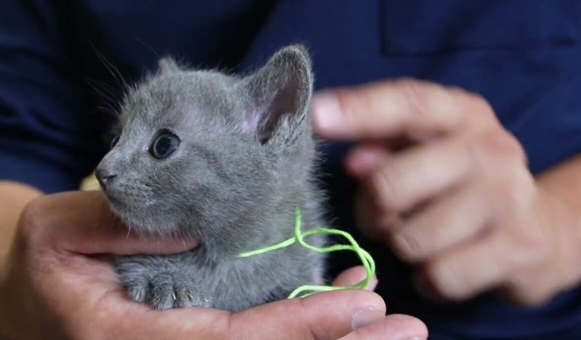 ロシアンブルー 落ち着いた性格の男の子★
