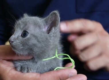 ロシアンブルー 落ち着いた性格の男の子★