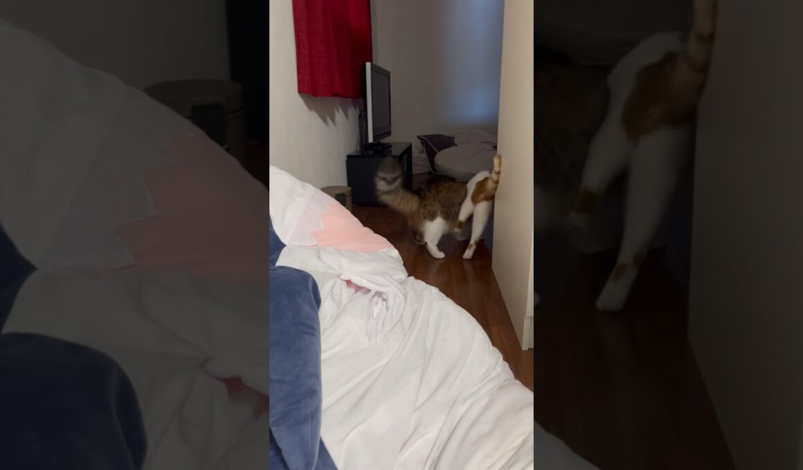 お日様の匂い泥棒 #cat #日本猫 #日本猫 #保護猫 #norwegianforestcat #ノルウェージャンフォレストキャット #かわいい