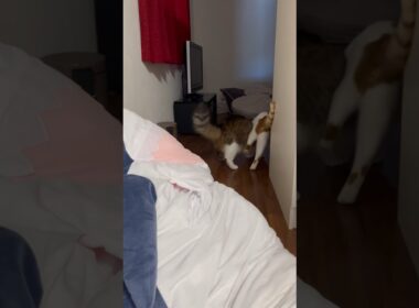 お日様の匂い泥棒 #cat #日本猫 #日本猫 #保護猫 #norwegianforestcat #ノルウェージャンフォレストキャット #かわいい