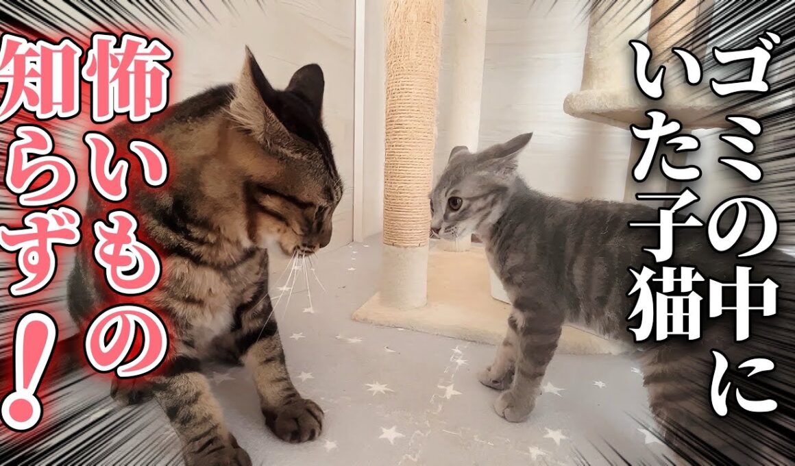ゴミの中から保護された怖いもの知らずの子猫｜大きな猫に挑む！