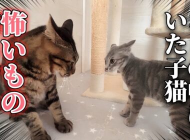 ゴミの中から保護された怖いもの知らずの子猫｜大きな猫に挑む！