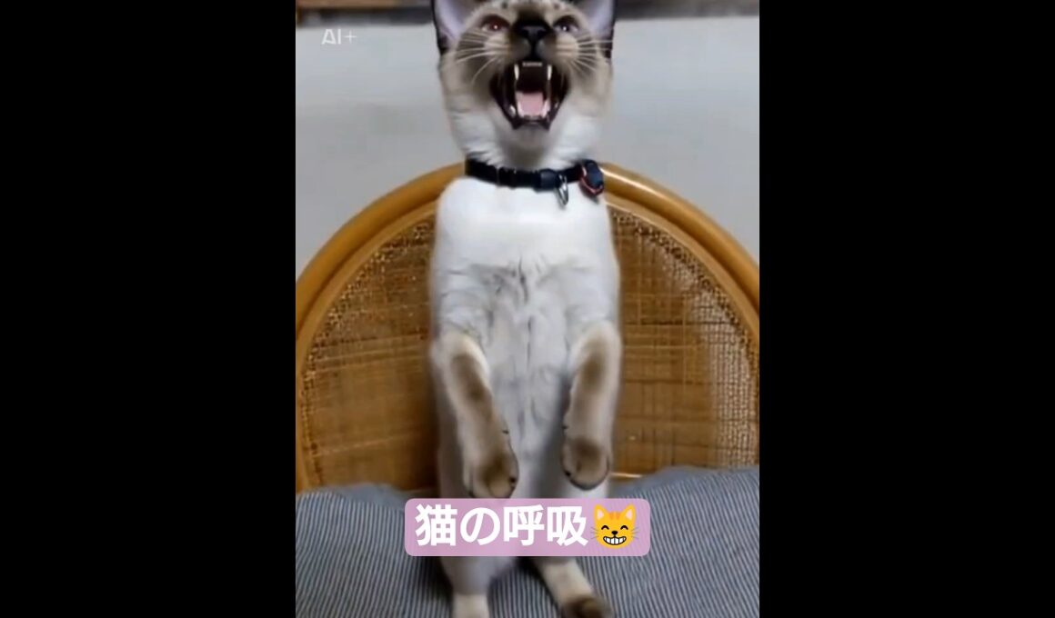 ちょこさん😺鬼滅の刃風AI生成動画です😺 #シャム猫 #たぬき猫 た #ねこのいる生活 #ai生成動画