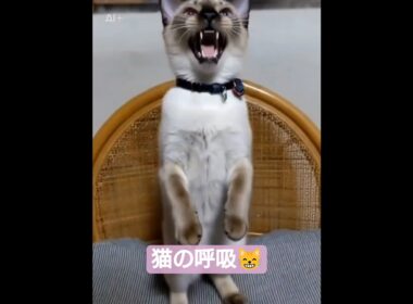 ちょこさん😺鬼滅の刃風AI生成動画です😺 #シャム猫 #たぬき猫 た #ねこのいる生活 #ai生成動画