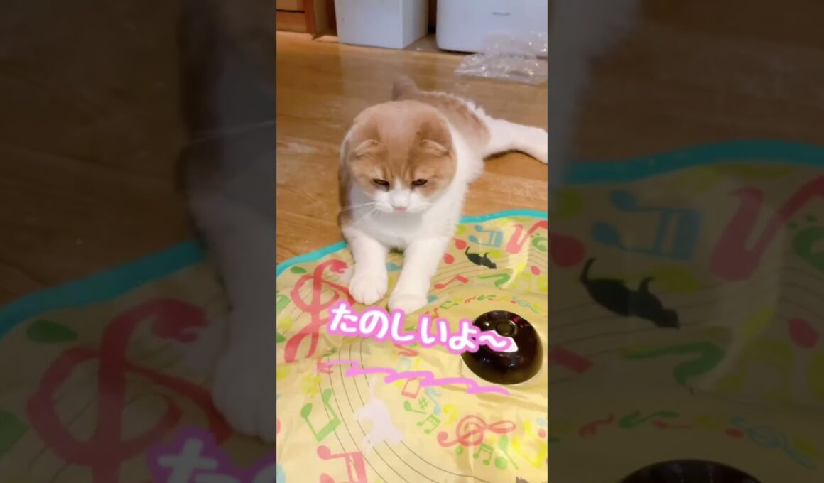 グルグルするおもちゃ、買ってみました😊 #スコティッシュフォールド #猫のいる生活 #猫好きさんと繋がりたい