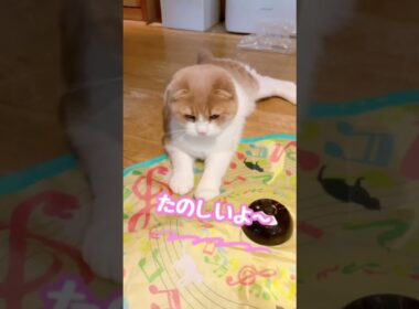 グルグルするおもちゃ、買ってみました😊 #スコティッシュフォールド #猫のいる生活 #猫好きさんと繋がりたい