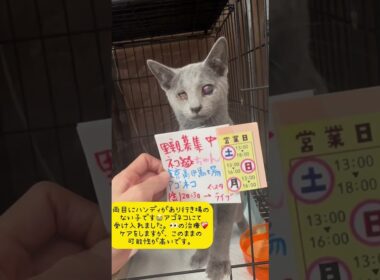 ロシアンブルーの男の子💙生後4ヶ月のまだ幼い子です。両目にハンディがあり行き場を失っていたため、かわいそうでアゴネコにて受け入れました🙏アゴネコで引き続き治療やケアを行いますが、