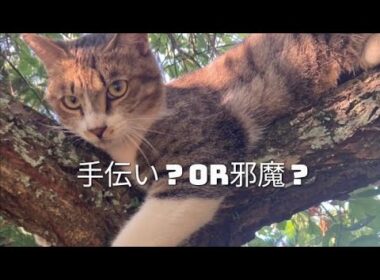 猫さん手伝うのか遊ぶのか、どっち？