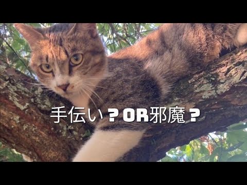 猫さん手伝うのか遊ぶのか、どっち？