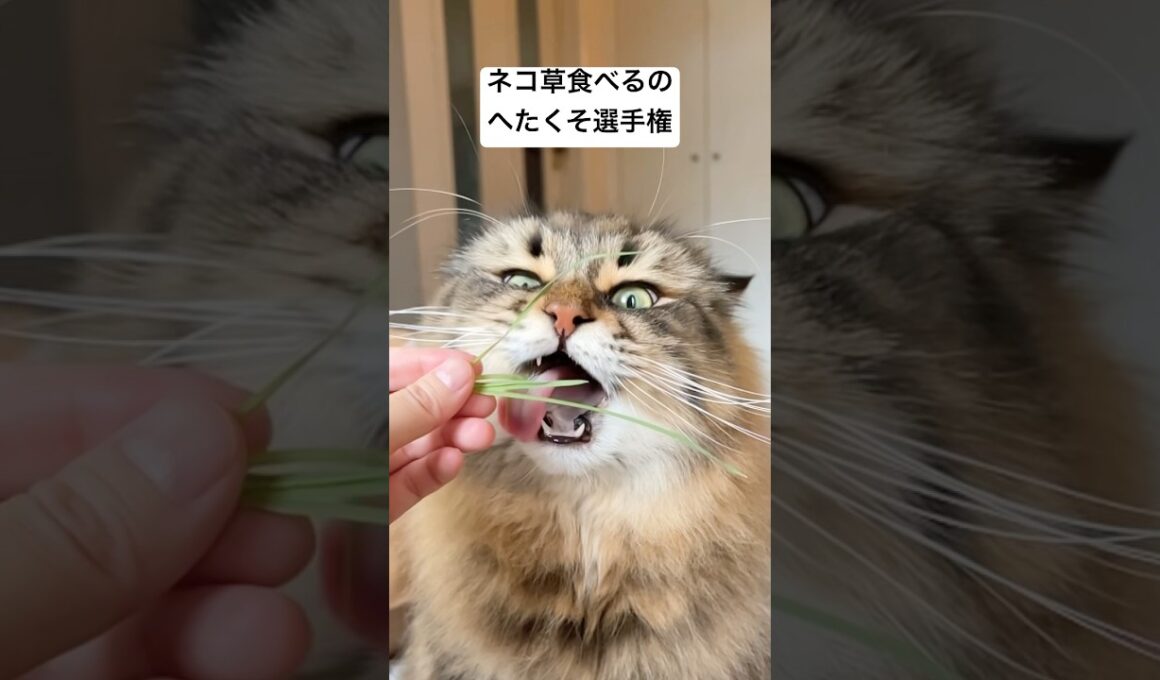 猫草食べられないよ〜〜😭 #サイベリアン #猫 #ヤマネコ #猫草
