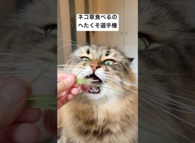 猫草食べられないよ〜〜😭 #サイベリアン #猫 #ヤマネコ #猫草