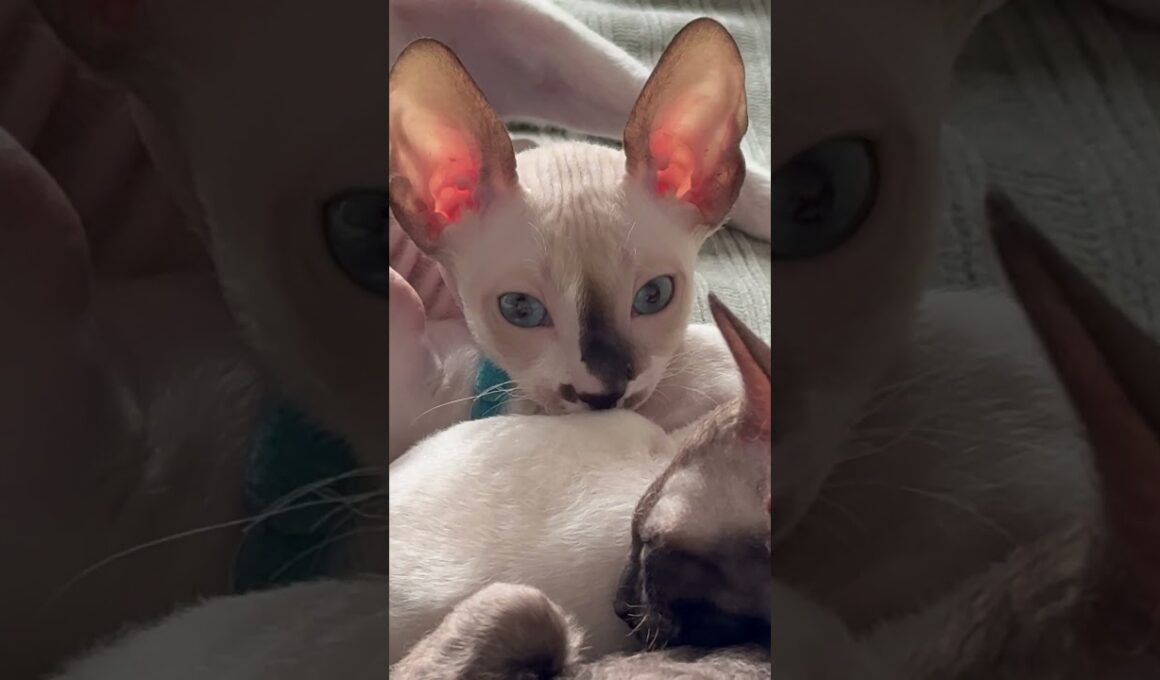 Kitten falling asleep 💤  beautiful blue eye kitten 😻 #cornishrex #cornishrexkittens #kitten
