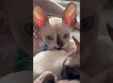 Kitten falling asleep 💤  beautiful blue eye kitten 😻 #cornishrex #cornishrexkittens #kitten
