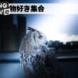 少しだけ雑談配信🎙🦉動物好き集会所
