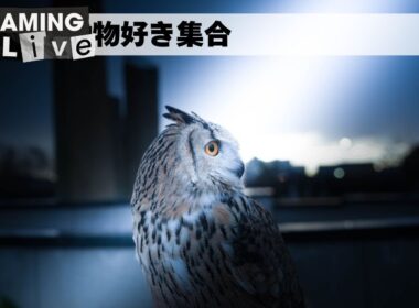 少しだけ雑談配信🎙🦉動物好き集会所