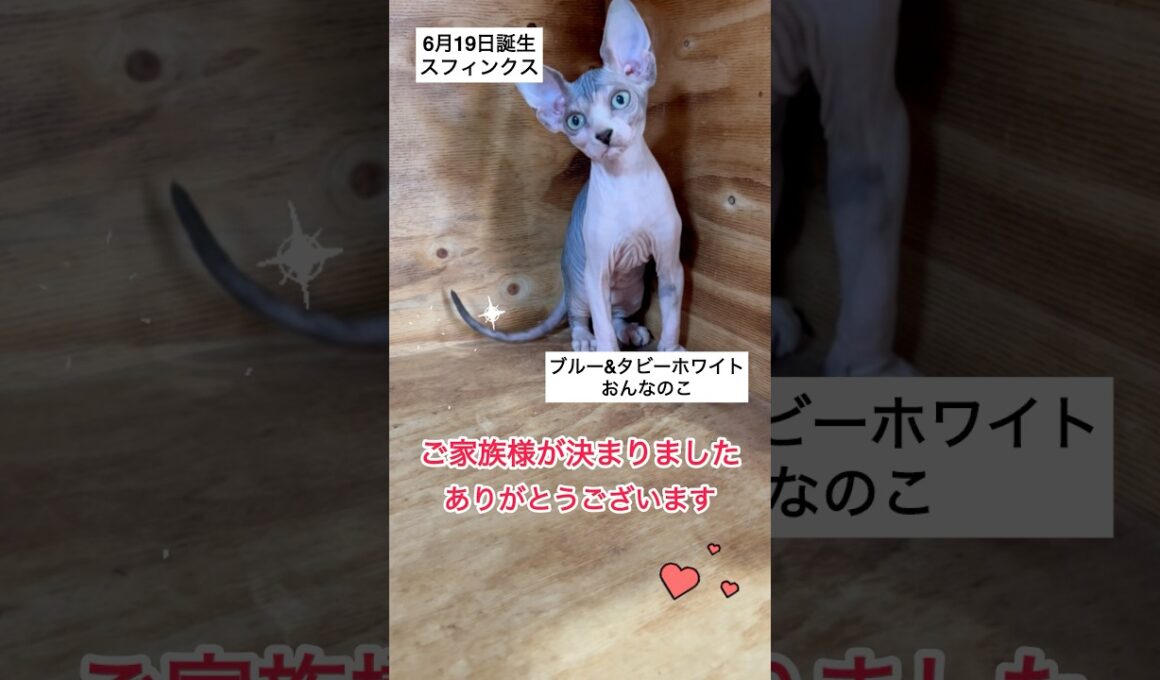 スフィンクスベビーご家族様が決まりました♡♡#shorts #スフィンクス #猫動画 #sphynx