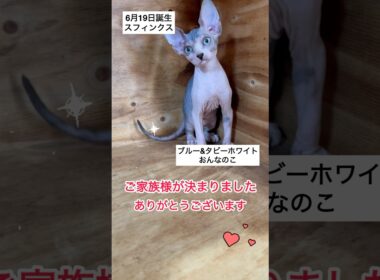 スフィンクスベビーご家族様が決まりました♡♡#shorts #スフィンクス #猫動画 #sphynx