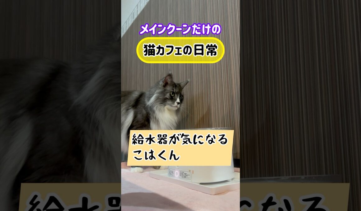 メインクーンだけの【猫カフェの日常】給水器が気になる琥珀くん　#cat #cooncat #mainecat #もふもふ