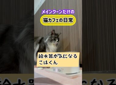 メインクーンだけの【猫カフェの日常】給水器が気になる琥珀くん　#cat #cooncat #mainecat #もふもふ