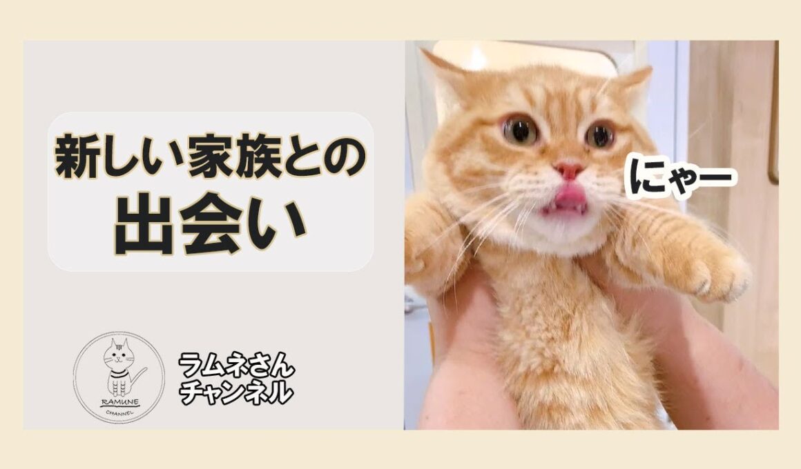 新しい家族との出会い #Shorts #猫 #マンチカン