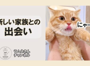 新しい家族との出会い #Shorts #猫 #マンチカン