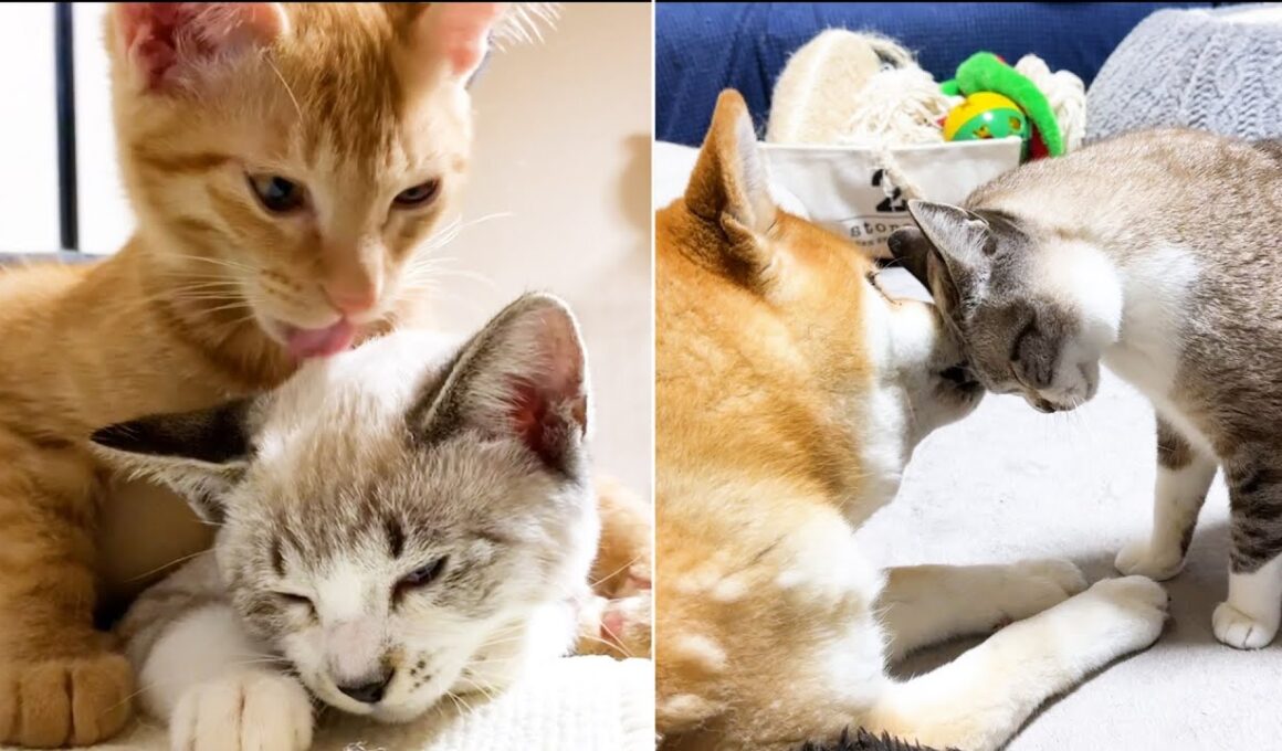 ボロボロの状態で保護された子猫が5歳の誕生日を迎えました！