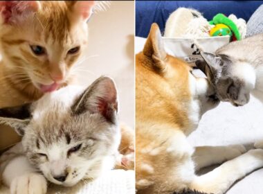 ボロボロの状態で保護された子猫が5歳の誕生日を迎えました！