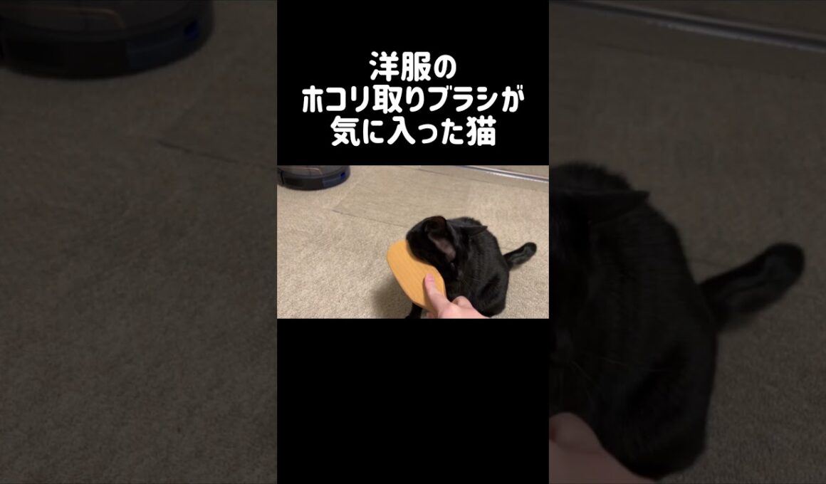 このブラシで服に付いた猫毛を取る予定だったのだが😭#cat #猫 #かわいい