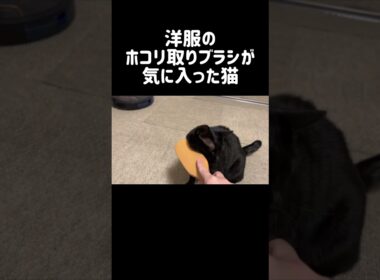 このブラシで服に付いた猫毛を取る予定だったのだが😭#cat #猫 #かわいい