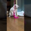シャム猫の子ネコ。ねこじゃらしデビューw①