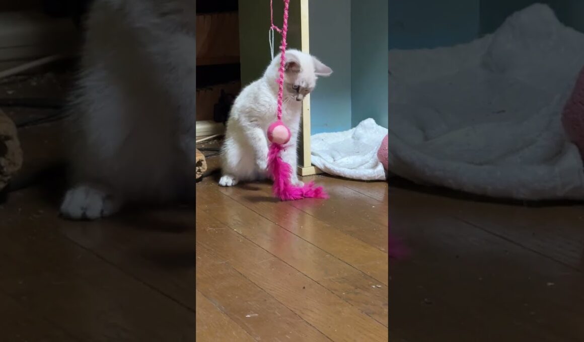 シャム猫の子ネコ。ねこじゃらしデビューw①