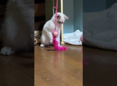 シャム猫の子ネコ。ねこじゃらしデビューw①