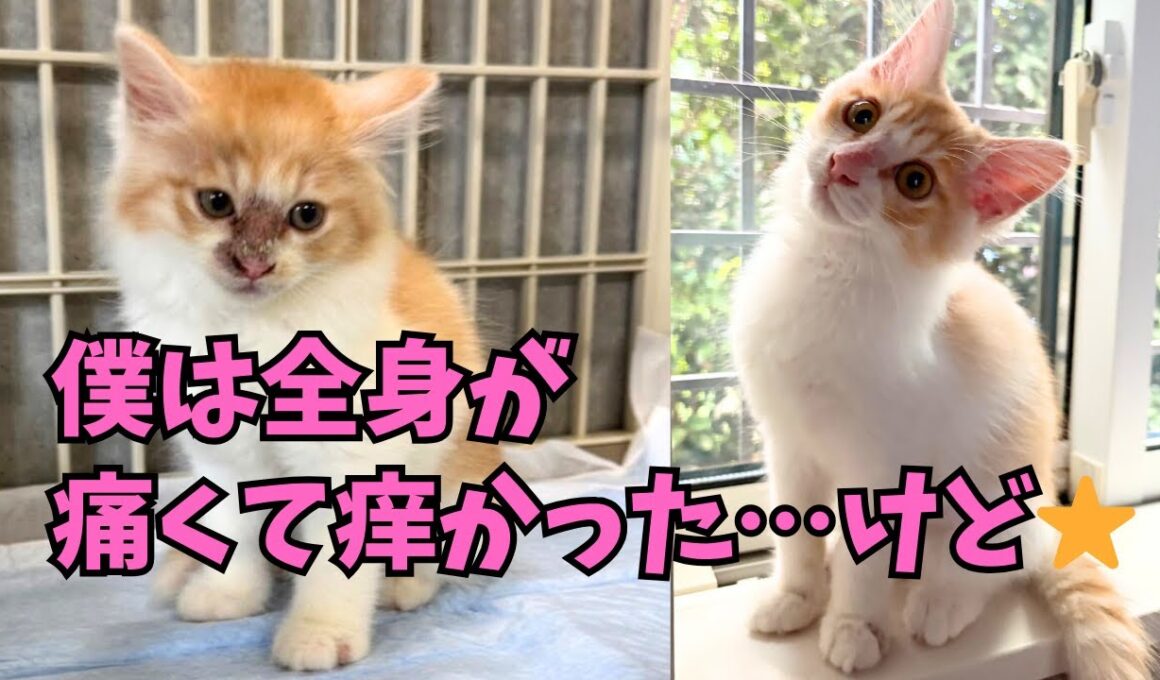 【141子猫保護】全身に皮膚病を患い路上にいた子猫が長い隔離治療を経て⭐️そして掴んだものは！