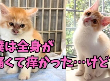 【141子猫保護】全身に皮膚病を患い路上にいた子猫が長い隔離治療を経て⭐️そして掴んだものは！