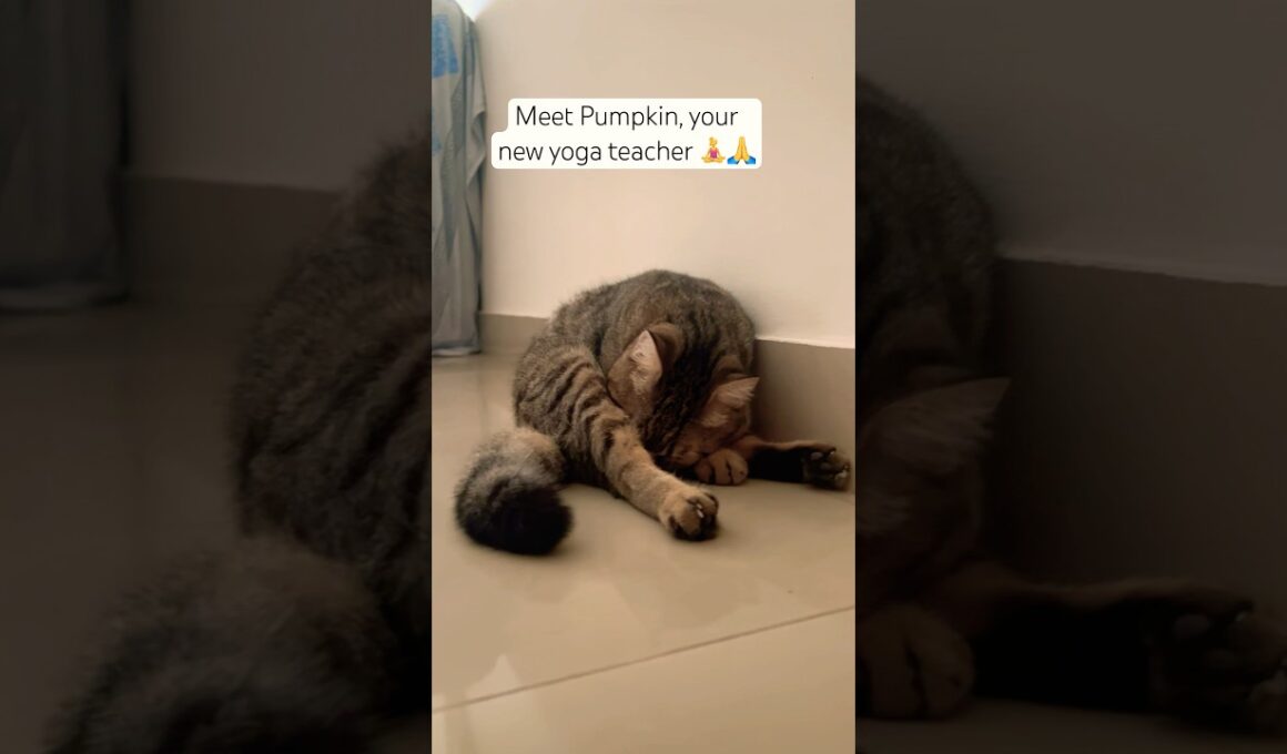 Meet your new yoga instructor