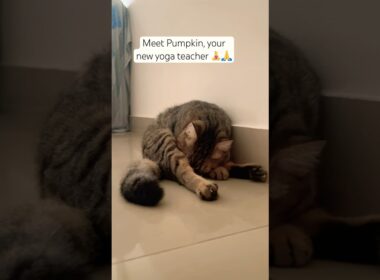 Meet your new yoga instructor