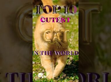 ToP 10 Most Famous Cat Breed In The World🐈🐾 #cat #trending #youtube #viral #shorts #pets #breed