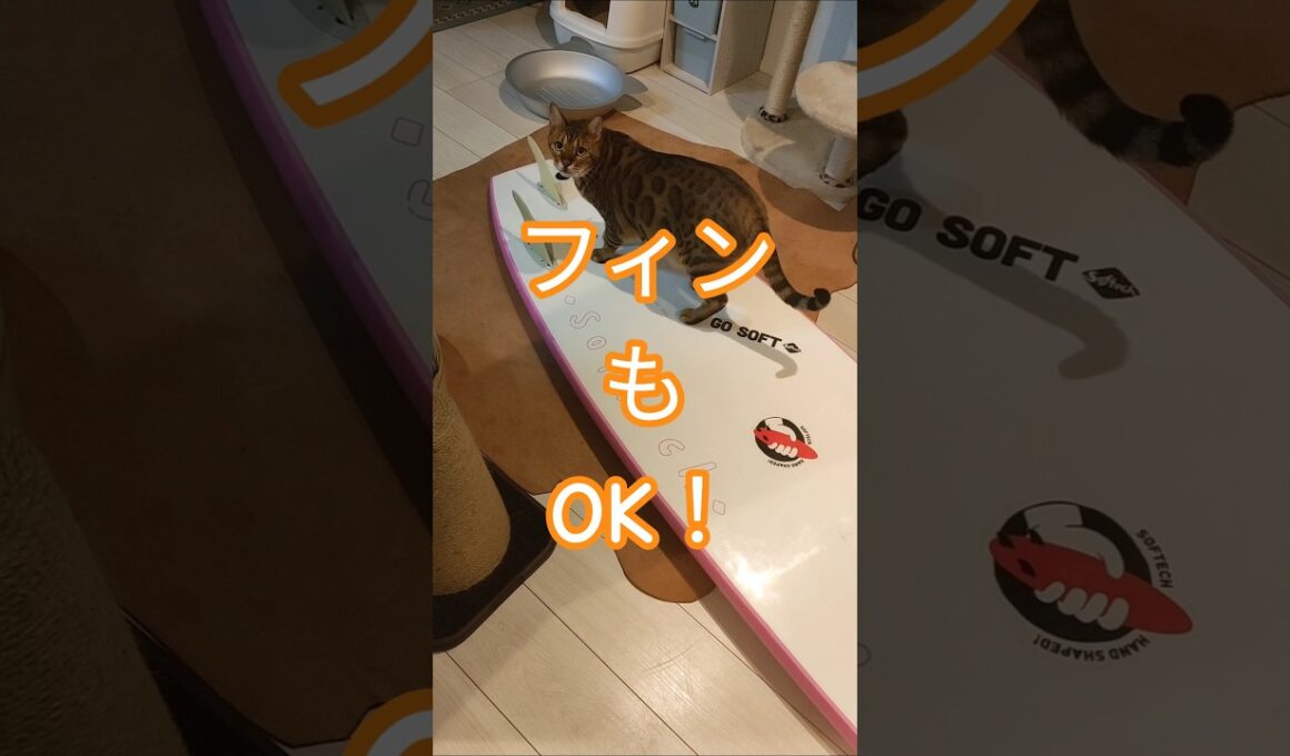 波乗り準備に余念がないレオン#ベンガルネコ #cat #bengalcat #ねこ