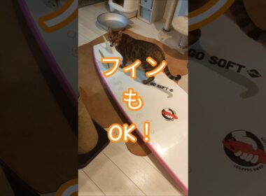 波乗り準備に余念がないレオン#ベンガルネコ #cat #bengalcat #ねこ